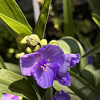 Традесканція садова багаторічна (Саджанці в контейнері), Tradescantia