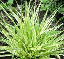 Молиния голубая Вариегата