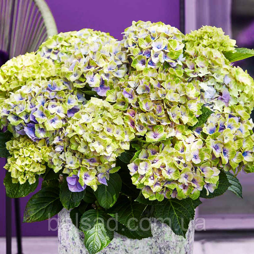 Гортензія крупнолиста Джевел Блю / С10 / Hydrangea Jewel blue