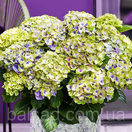 Гортензія крупнолиста Джевел Блю / С10 / Hydrangea Jewel blue, фото 1