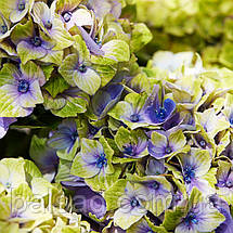 Гортензія крупнолиста Джевел Блю / С10 / Hydrangea Jewel blue, фото 4