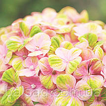 Гортензія Джевел Пінк / С10 / Hydrangea macrophylla Jewel pink, фото 3
