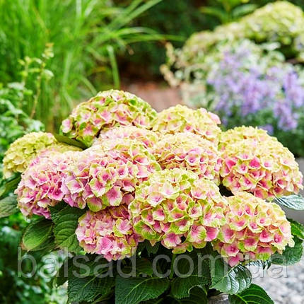 Гортензія Джевел Пінк / С10 / Hydrangea macrophylla Jewel pink, фото 1
