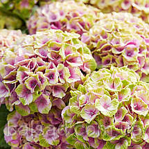 Гортензія Джевел Пінк / С10 / Hydrangea macrophylla Jewel pink, фото 5