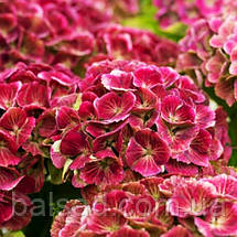 Гортензія Джевел Пінк / С10 / Hydrangea macrophylla Jewel pink, фото 4