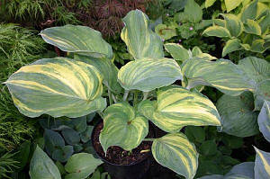 Confused Angel (Danny Van Eechaute 2005) (сажінки)