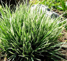 Райгас луковий