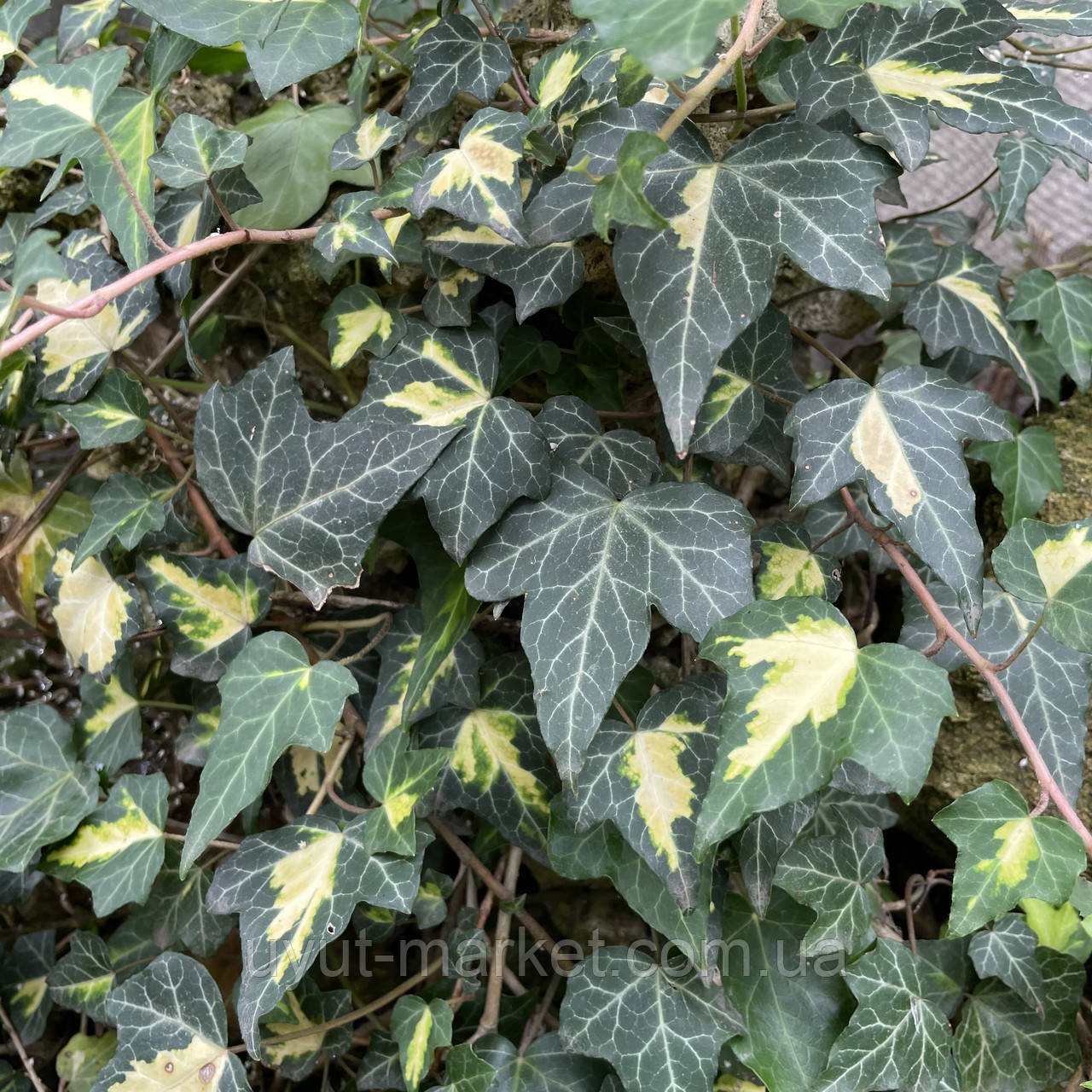 Купити Плющ вічнозелений садовий Goldheart живоплот, сажанці, ціна 97 ...