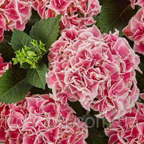 Гортензія крупнолистова Саксон Кенді Харт Пінк 59 (Saxon Candy Heart Pink) (горшик 0,5л)