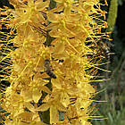 Еремурус( Eremurus) вузьколистий садовий, корневища, mix суміш оранжевий, жовтий корневища 1шт, фото 6