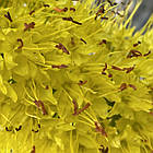 Еремурус( Eremurus) вузьколистий садовий, корневища, mix суміш оранжевий, жовтий корневища 1шт, фото 7