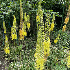 Еремурус( Eremurus) вузьколистий садовий, корневища, mix суміш оранжевий, жовтий корневища 1шт