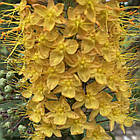 Еремурус( Eremurus) вузьколистий садовий, корневища, mix суміш оранжевий, жовтий корневища 1шт, фото 4