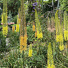 Еремурус( Eremurus) вузьколистий садовий, корневища, mix суміш оранжевий, жовтий корневища 1шт, фото 8