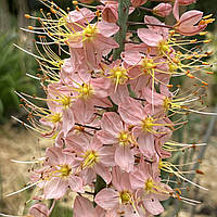 Эремурус (Eremurus) узколистный садовый сортовый розовый гигант, клубни