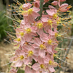 Еремурус Eremurus рожевий гігант сортовий, багаторічник для саду, корінь 1шт