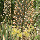 Еремурус( Eremurus) вузьколистий сортовий садовий, бульби жовтий гігант, фото 3