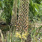 Еремурус( Eremurus) вузьколистий сортовий садовий, бульби жовтий гігант, фото 2