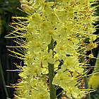 Еремурус( Eremurus) вузьколистий садовий, жовтий корні, фото 8