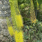 Еремурус( Eremurus) вузьколистий садовий, жовтий корні, фото 7