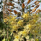 Еремурус( Eremurus) вузьколистий сортовий садовий, бульби жовтий гігант, фото 6