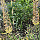 Еремурус( Eremurus) вузьколистий сортовий садовий, бульби жовтий гігант, фото 8