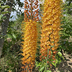 Еремурус садовий “Pinokkio” багаторічник, яскраво-жовтогарячі суцвіття, корінь 1шт