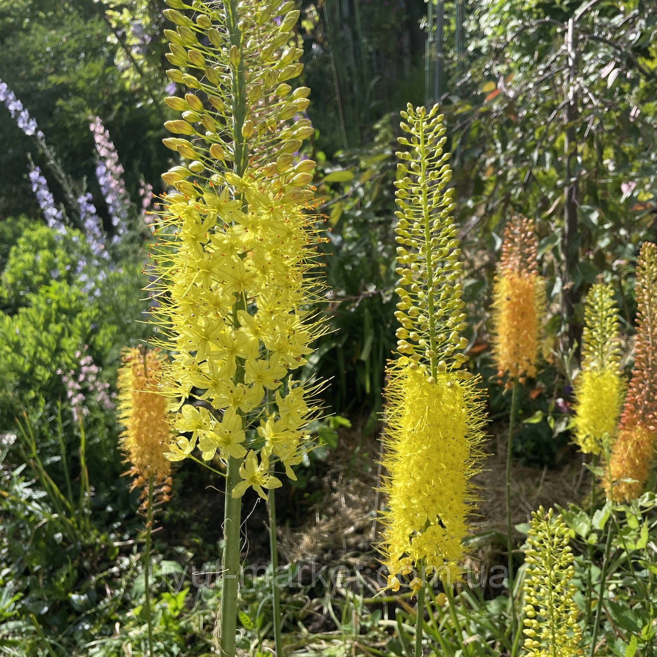 Еремурус( Eremurus) вузьколистий садовий, жовтий корні