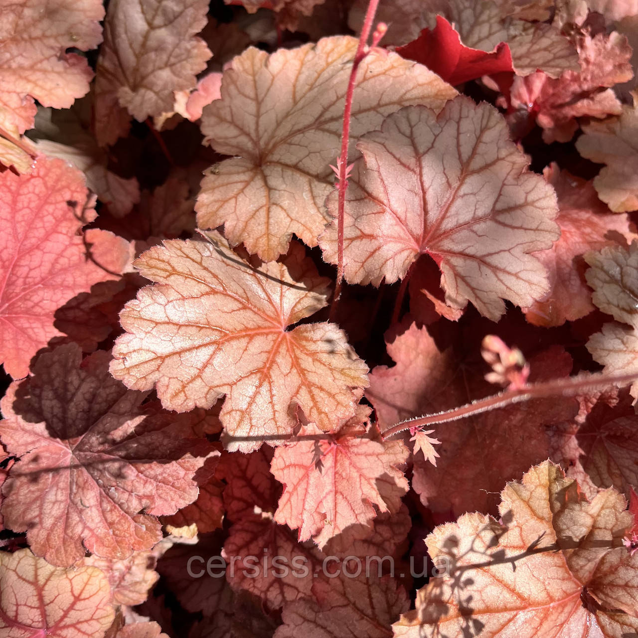 Гейхера Джорджия Піч (Саджанці в контейнерах), Heuchera Georgia Peach