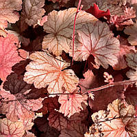 Гейхера Джорджия Піч (Саджанці в контейнерах), Heuchera Georgia Peach