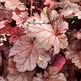 Гейхера Джорджия Піч (Саджанці в контейнерах), Heuchera Georgia Peach, фото 2
