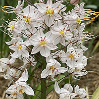 Эремурус (Eremurus) сортовой садовый, бело-розовый гигант, корневища