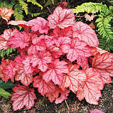 Гейхера Джорджия Піч (Саджанці в контейнерах), Heuchera Georgia Peach, фото 3