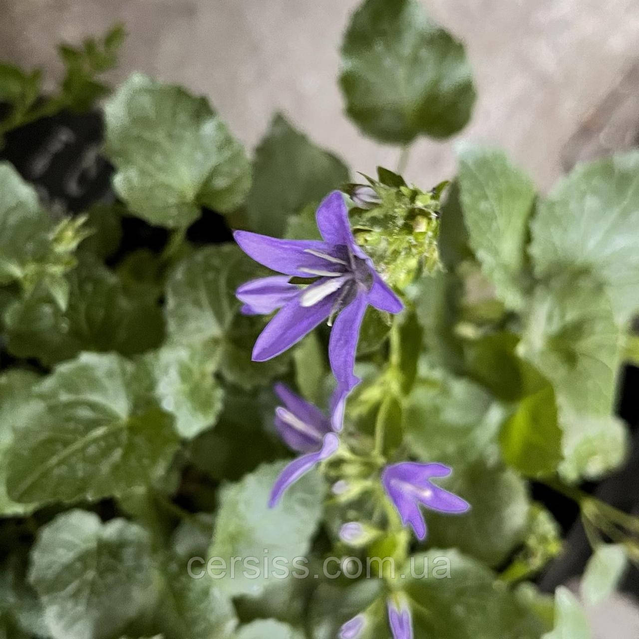 Дзвіночок Пожежевого саджанців у контейнері, Campanula poscharskyana
