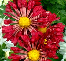 Ложкоподібна червона хризантема Танго