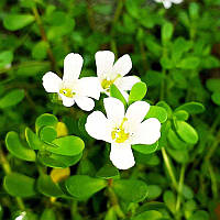 Bacopa monnieri: здоровий мозок, чудова пам’ять, стійка психіка