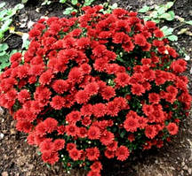 Хризантема  Пауло Ред 