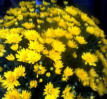 Хризантема Mildred Yellow