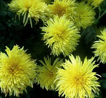 Хризантема жовта рання