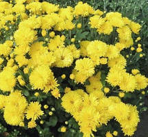 Хризантема златоволосінь