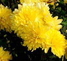 Хризантема корейська Дубок