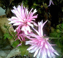 Хризантема корейська бузкова