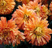 Хризантема червона строкаста