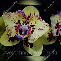 Орхідея Phal. Sponge Bob/ Підліток 1,7, квіти 8.5-9 см, мутація не стабільна