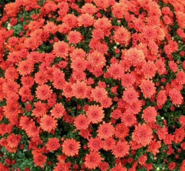 Хризантема червоно-помаранчева