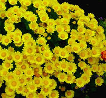 Хризантема кущова жовта d до 40 см