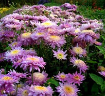 Хризантема Метеорит