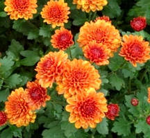 Хризантема мультифлору жовто-червона