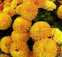 Хризантема мультифлора руда