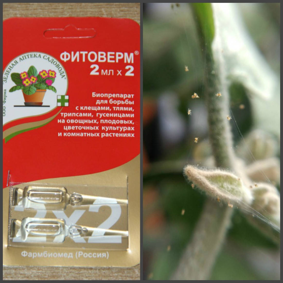 

Инсектицид Фитоверм Био (от белокрылки, паутинного клеща, тли, трипсы, щитовки), 2+2 мл
